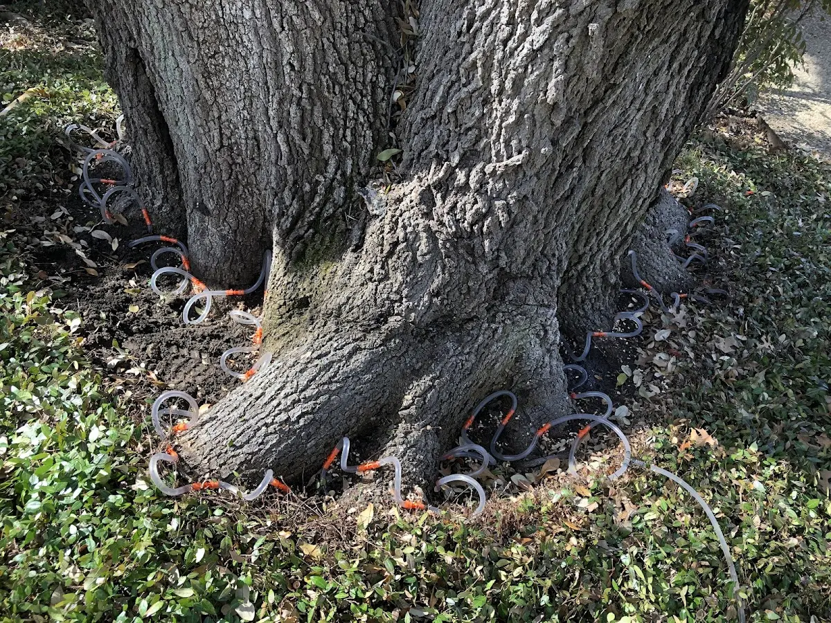 Detailed Tree Cabling and Bracing job site in Marshallville