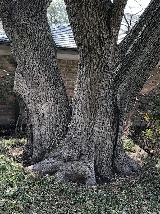 Mature heritage tree close to a Marshallville property cared for by certified arborists